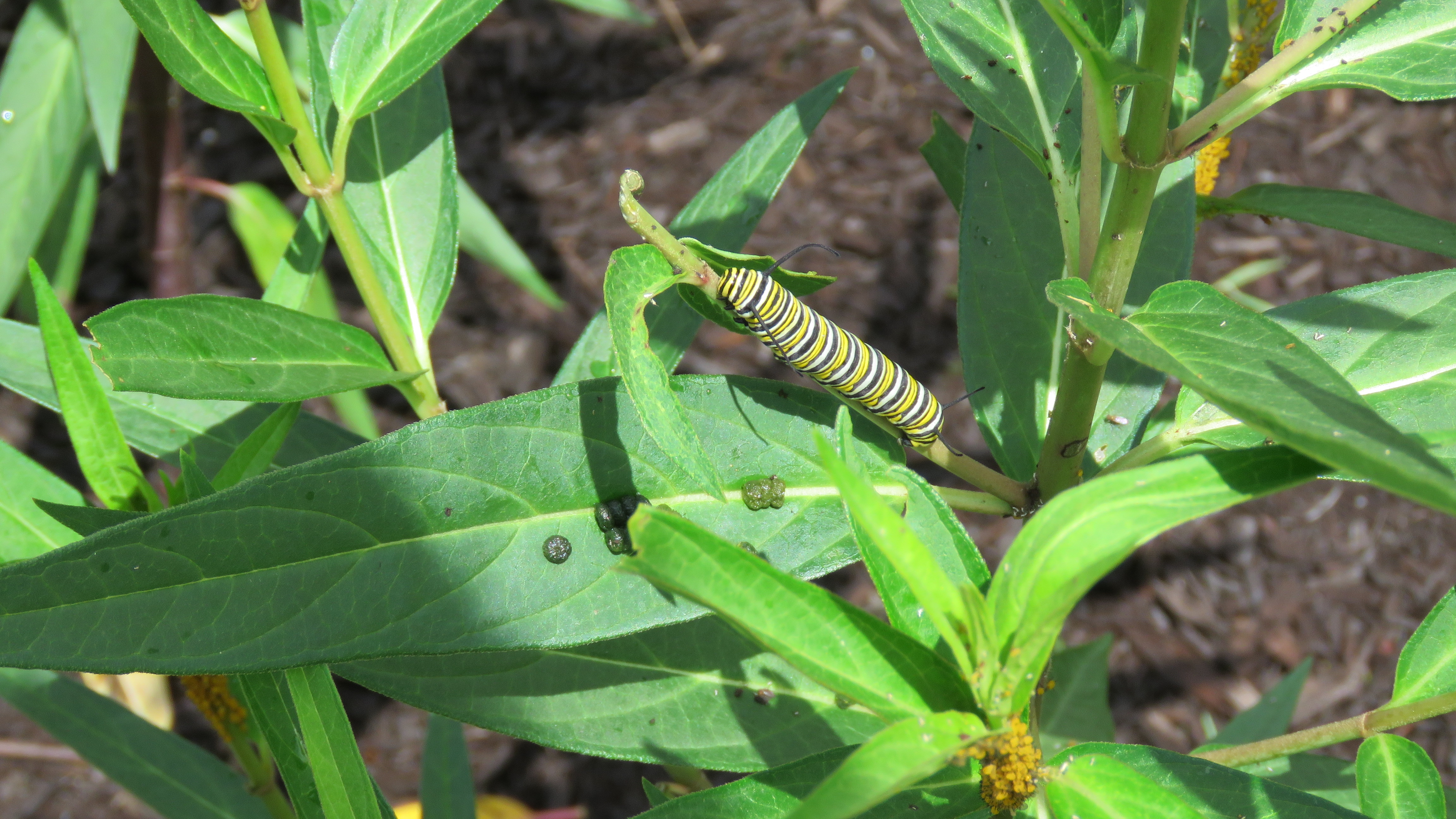 Monarch Caterpiller on Swamp Milkweed